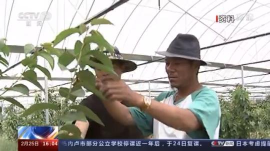 種蘑菇、養(yǎng)駱駝...。。特色產(chǎn)業(yè)助力鄉(xiāng)村振興走新路