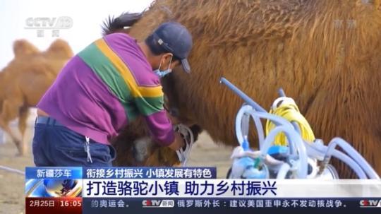 種蘑菇、養(yǎng)駱駝...。。特色產(chǎn)業(yè)助力鄉(xiāng)村振興走新路