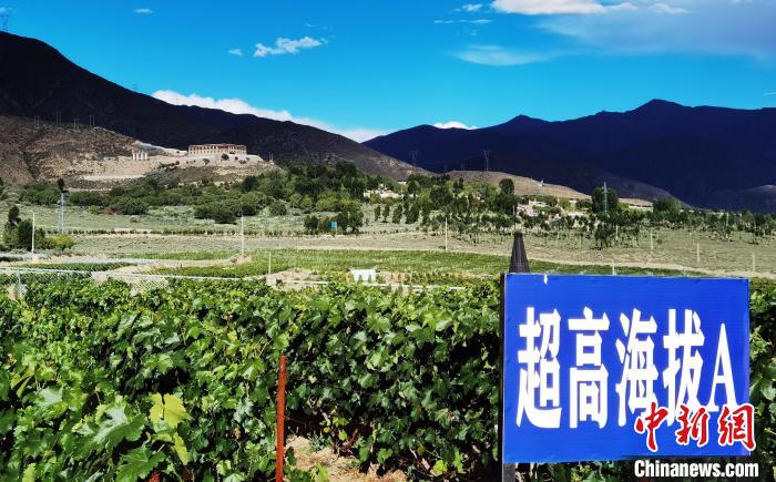 圖為桑日縣種植的葡萄?！∩侥仙Ｈ湛h委宣傳部提供