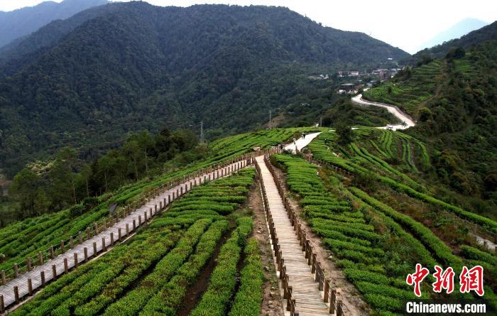 圖為西藏林芝市墨脫縣背崩鄉(xiāng)格林村山頂?shù)木坝^茶園。(無人機(jī)照片) 李林 攝