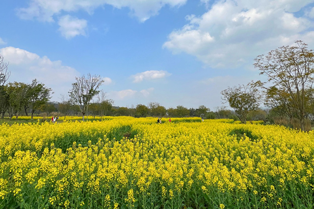 每到油菜花季，就有市民相約到重慶廣陽島上踏青賞花。鄒樂攝