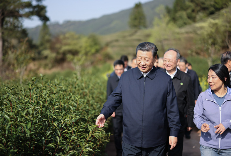 2021年3月22日下午，習(xí)近平在福建省南平市武夷山市星村鎮(zhèn)燕子窠生態(tài)茶園，察看春茶長勢，了解當(dāng)?shù)夭璁a(chǎn)業(yè)發(fā)展情況。