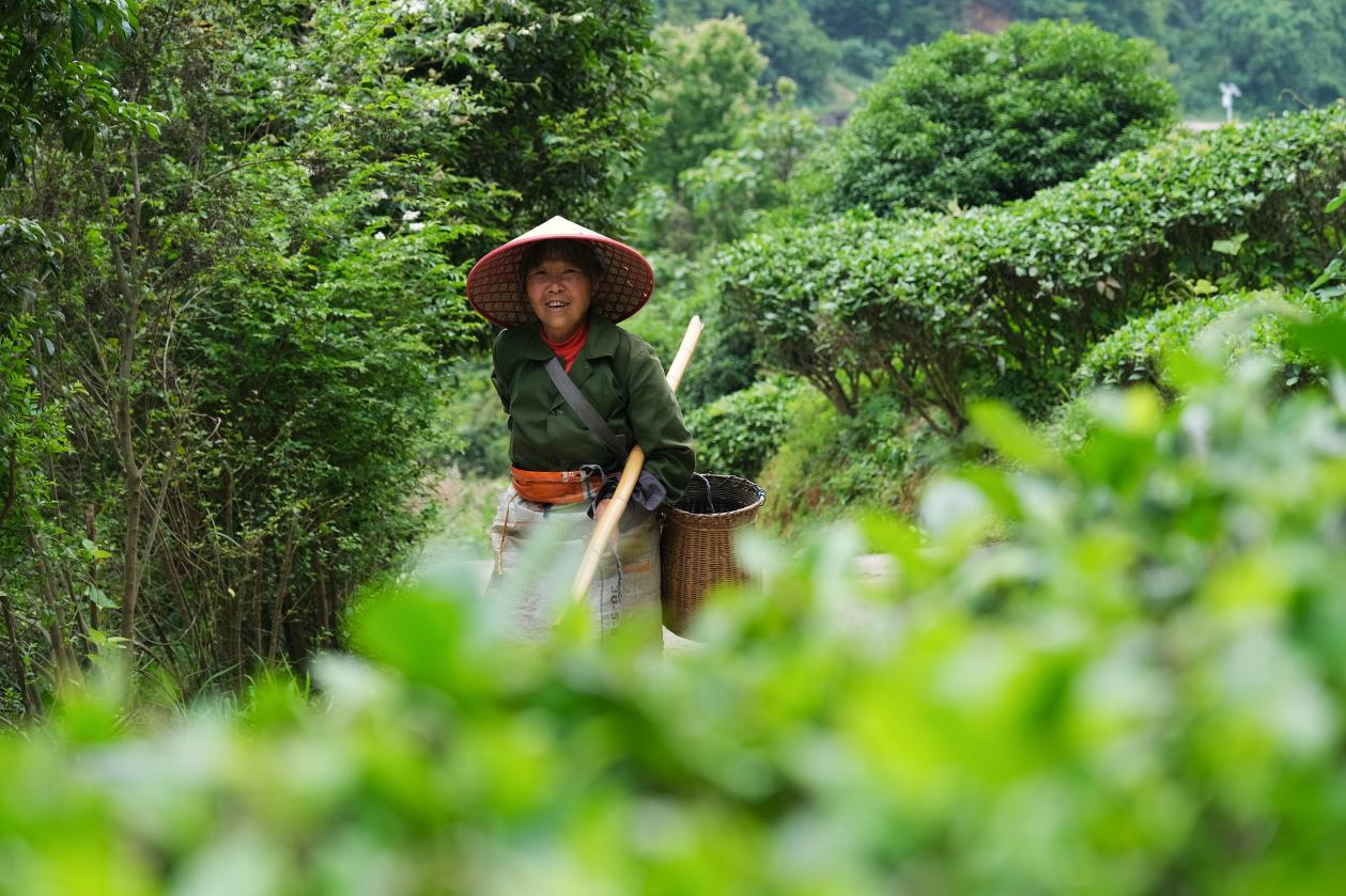 2024年4月24日，湖南省衡陽市耒陽市龍?zhí)伶?zhèn)江頭貢茶葉種植專業(yè)合作社，村民在茶山采摘茶葉，實(shí)現(xiàn)了家門口就業(yè)。