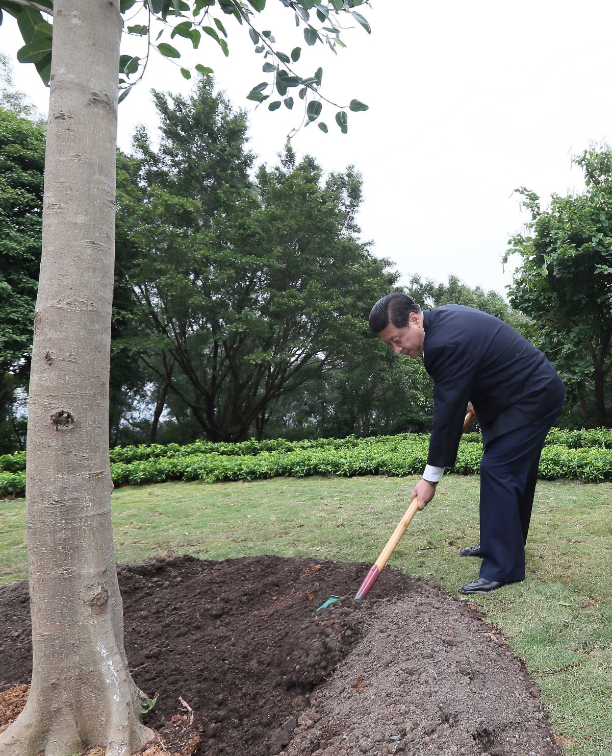 2012年12月8日，習近平在深圳蓮花山公園種下一棵高山榕樹。