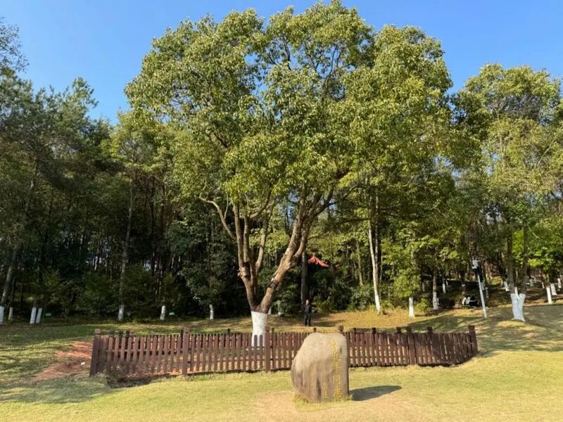 習近平同志為福建省長汀縣水土保持科教園捐種的香樟樹。圖源：學習時報