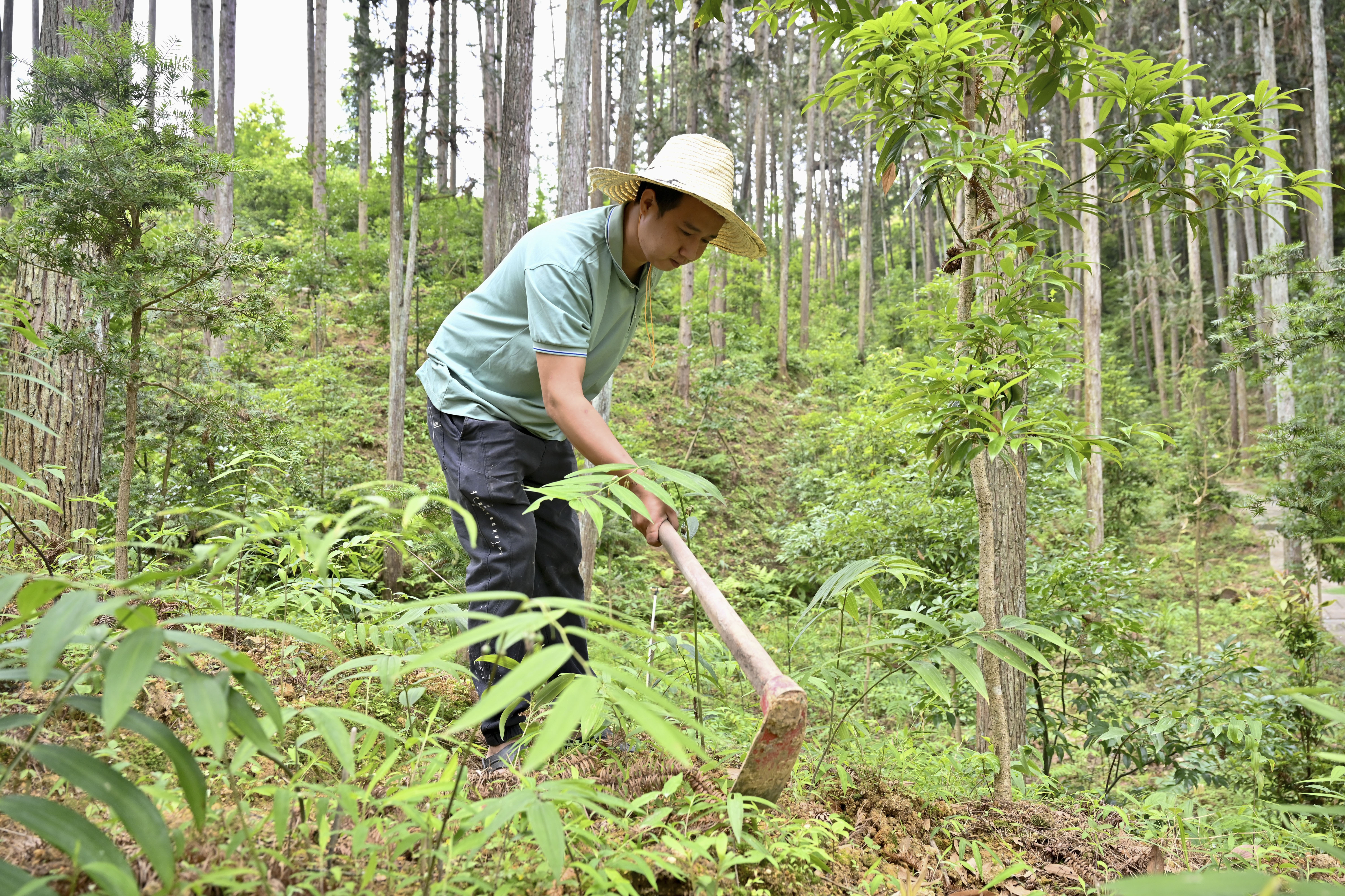 2024年5月9日，福建省三明市馬巖林下經(jīng)濟(jì)種植示范基地工人在管理林下種植的多花黃精。