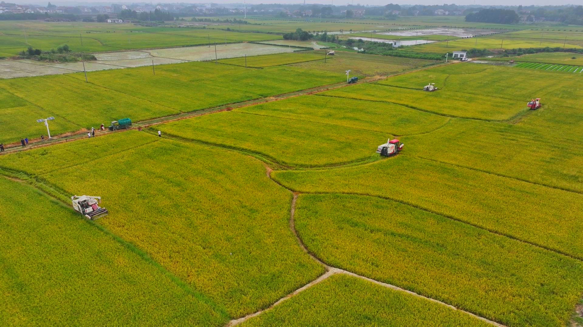 數(shù)臺(tái)收割機(jī)同時(shí)作業(yè)。常德市鼎城區(qū)融媒體中心供圖
