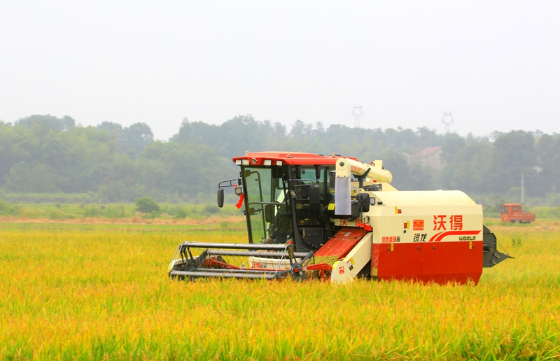 早稻收割忙，農(nóng)機(jī)來(lái)助力。常德市鼎城區(qū)融媒體中心供圖