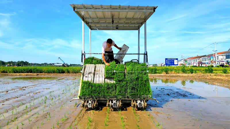 戴宏在無(wú)人駕駛的插秧機(jī)上作業(yè)。常德日?qǐng)?bào)社 王明睿 攝