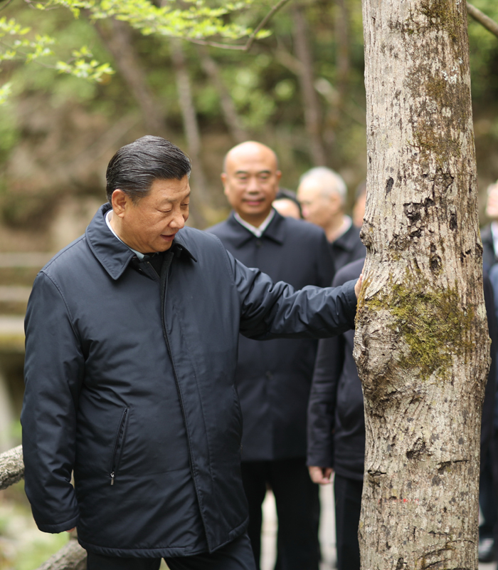 　2020年4月，習(xí)近平總書(shū)記來(lái)到位于商洛市柞水縣的秦嶺牛背梁國(guó)家級(jí)自然保護(hù)區(qū)，考察秦嶺生態(tài)保護(hù)情況。新華社記者 鞠鵬 攝