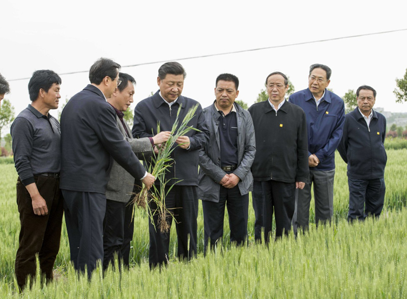 2016年4月25日下午，習(xí)近平在安徽滁州市鳳陽縣小崗村察看小麥長勢。左一為種糧大戶程夕兵。新華社記者 李學(xué)仁 攝
