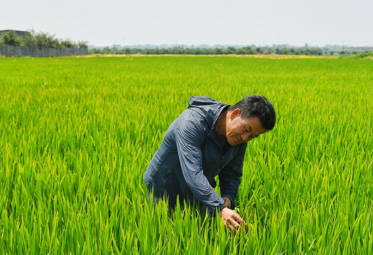 程夕兵在農(nóng)田里檢查水稻種植情況。人民網(wǎng)記者 周坤 攝