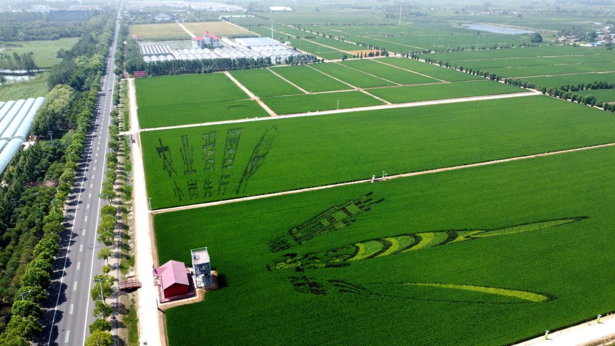 俯瞰小崗村高標(biāo)準(zhǔn)農(nóng)田。鳳陽縣委宣傳部供圖
