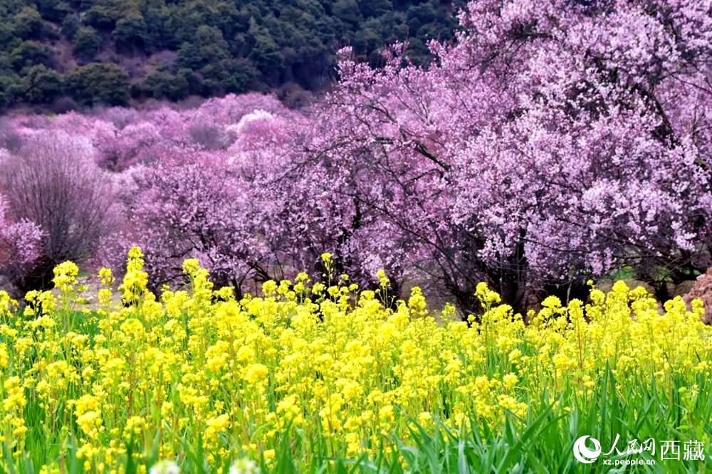 桃花與油菜花交相輝映。人民網(wǎng) 李海霞攝
