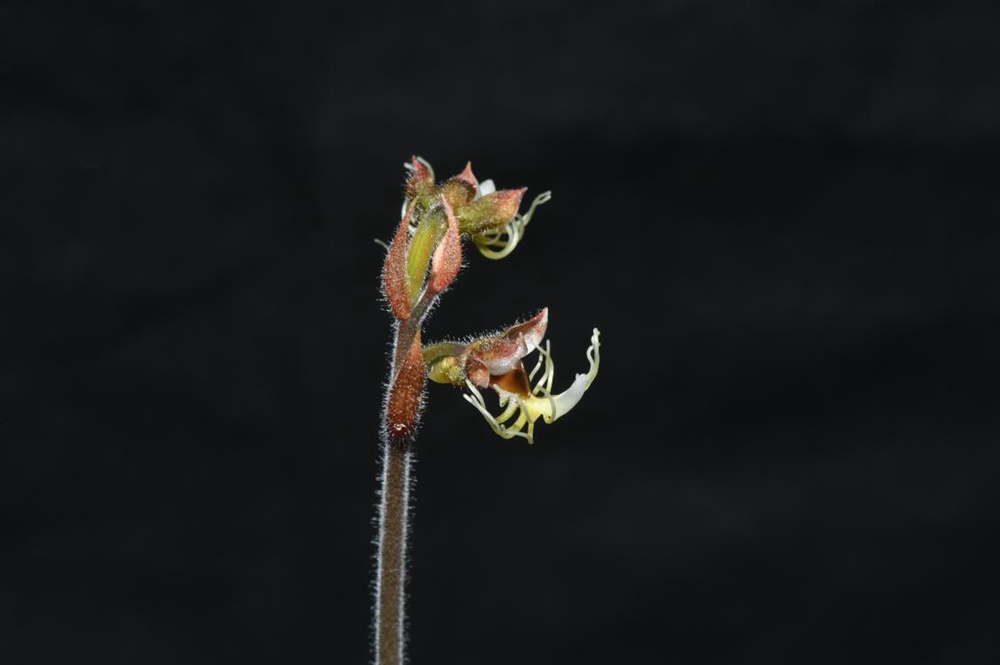 墨脫金線蘭。金效華攝