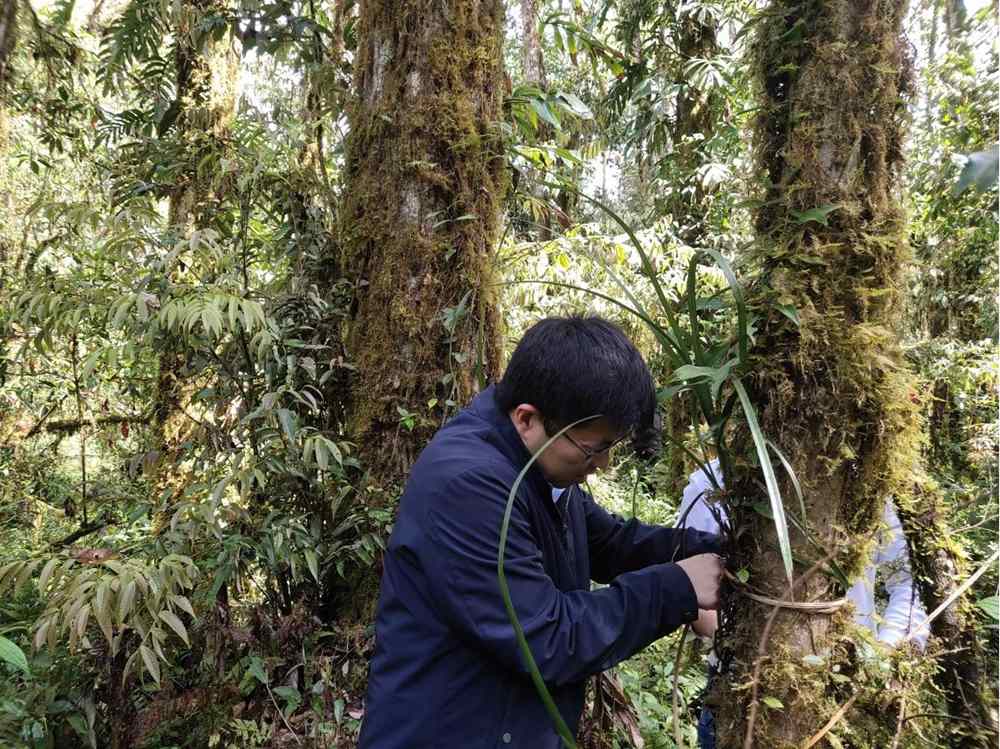 蘭花歸野。圖片由山水自然保護(hù)中心提供