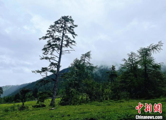 6月10日，魯朗小鎮(zhèn)高山牧場景區(qū)風(fēng)光?！∪轿木?攝