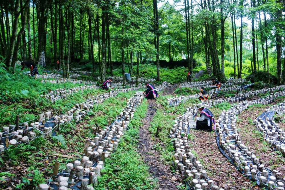 木耳種植基地。次仁央宗攝