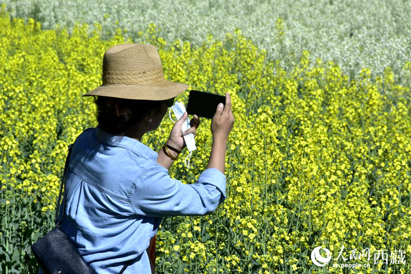 大片油菜花吸引游客到來。人民網(wǎng) 李海霞攝