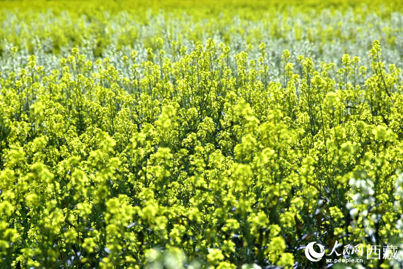 盛開的小油菜花。人民網(wǎng) 李海霞攝