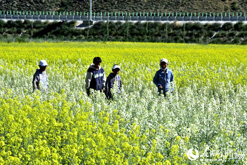 小孩在油菜花田嬉戲。人民網(wǎng) 李海霞攝