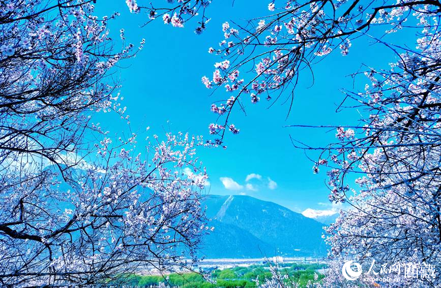 藍(lán)天與桃花相映成趣。 人民網(wǎng) 李海霞攝