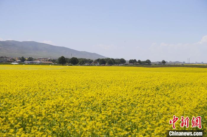 圖為青海湖畔油菜花海?！●R銘言 攝