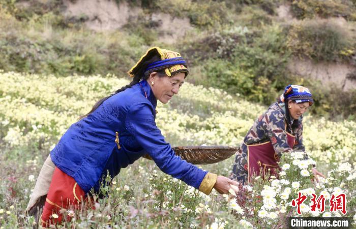 黑水村民在采摘杭白菊。桐鄉(xiāng)市宣傳部提供