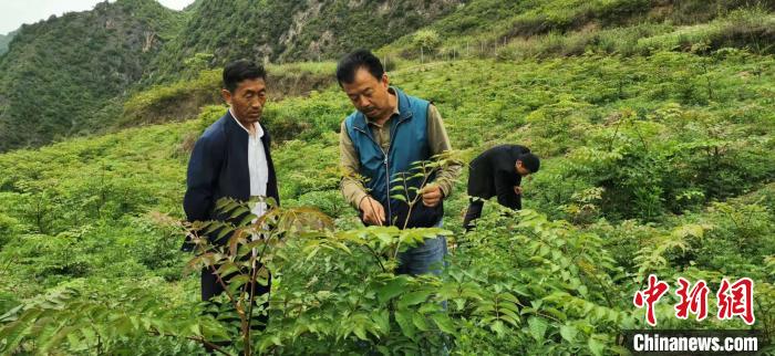 圖為張金利調(diào)研適合阿拉村種植的農(nóng)作物，經(jīng)過(guò)不斷改良技術(shù)后，產(chǎn)量大大提高。(資料圖)甘肅省水利廳供圖
