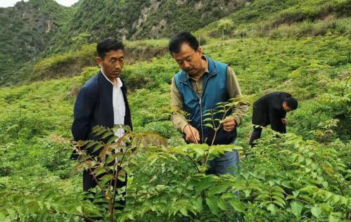 圖為張金利調(diào)研適合阿拉村種植的農(nóng)作物，經(jīng)過(guò)不斷改良技術(shù)后，產(chǎn)量大大提高。(資料圖)甘肅省水利廳供圖