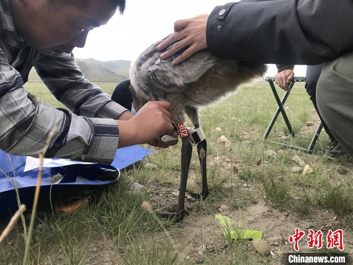 圖為研究人員為黑頸鶴佩戴GPS跟蹤設(shè)備。祁連山國家公園青海省管理局供圖