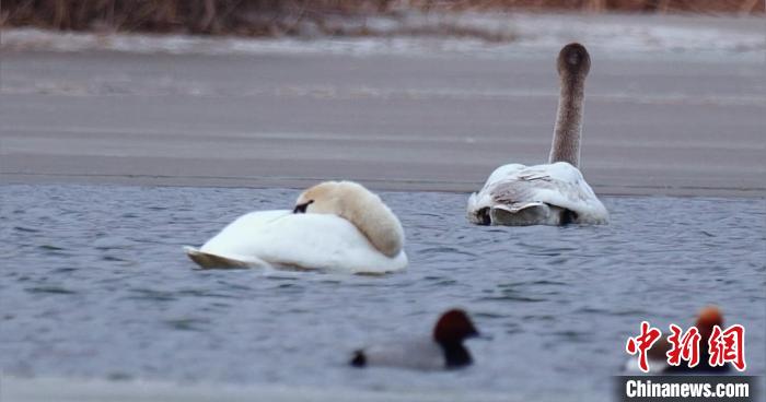 圖為疣鼻天鵝水面休憩?！∏嗪?guó)家公園觀鳥(niǎo)協(xié)會(huì)供圖 攝