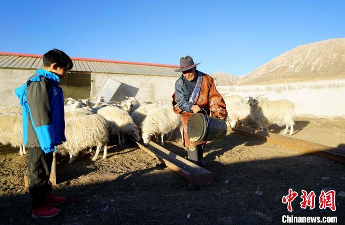 圖為哇保和孫子正在喂羊?！〔彭?xiàng)什姐 攝