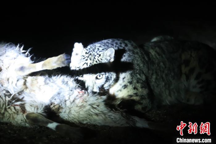 長(zhǎng)江源、瀾滄江源啟動(dòng)旗艦物種雪豹及棲息地保護(hù)項(xiàng)目