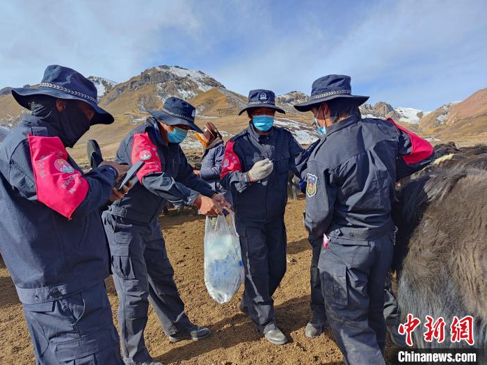 圖為義警隊(duì)員協(xié)助工作人員為牦牛接種疫苗?！∏嗪９逯莠斍呖h公安局下大武派出所供圖