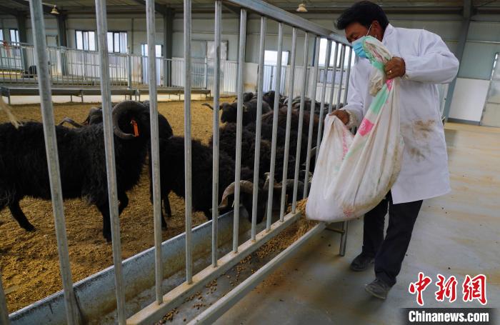 圖為飼養(yǎng)員給黑藏羊喂食?！●R銘言 攝