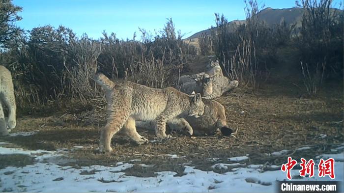 圖為紅外相機拍攝到的猞猁?！∑钸B山國家公園青海省管理局供圖