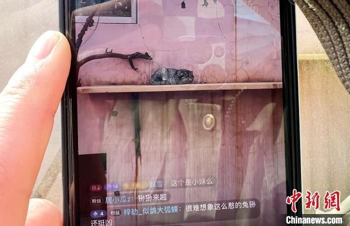 圖為雪豹“奶爸”史壽軍正在直播。　馬銘言 攝