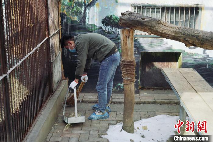 圖為雪豹“奶爸”史壽軍正在打掃豹館衛(wèi)生?！●R銘言 攝