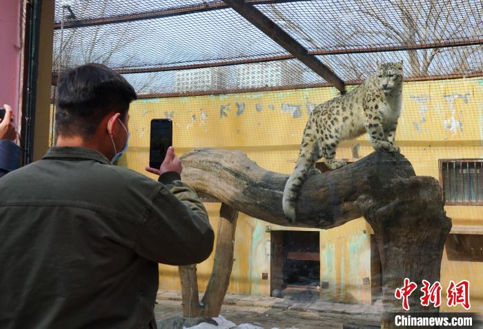 圖為雪豹“奶爸”史壽軍正在直播?！●R銘言 攝