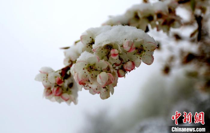 花兒被冰雪覆蓋?！±钣腊?　攝