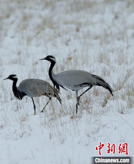 在若爾蓋濕地的蓑羽鶴?！∩袞|機 攝