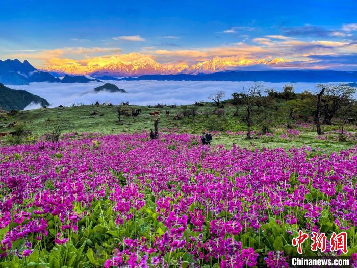 春天的牛背山花海?！∮稳仄?攝