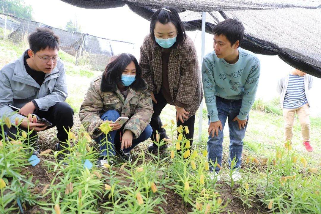 彭州對口支援工作組隊項目組查看瓦布貝母種植情況。彭州市宣傳部供圖