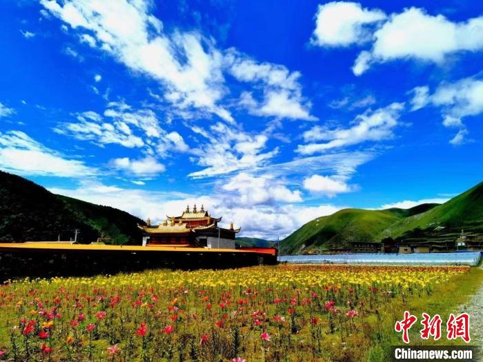 近百畝百合花競相開放，景色誘人。　壤塘縣委宣傳部供圖