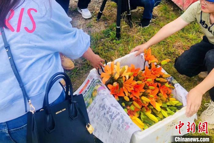 村民采摘百合花?！∪捞量h委宣傳部供圖