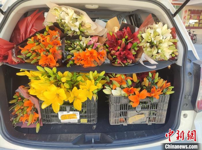 剛剛采摘下來的百合花。　壤塘縣委宣傳部供圖