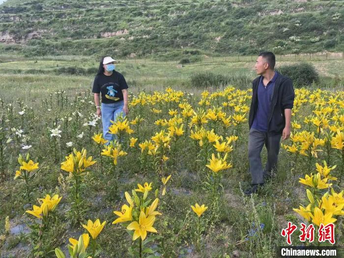 村民采摘百合花?！∪捞量h委宣傳部供圖