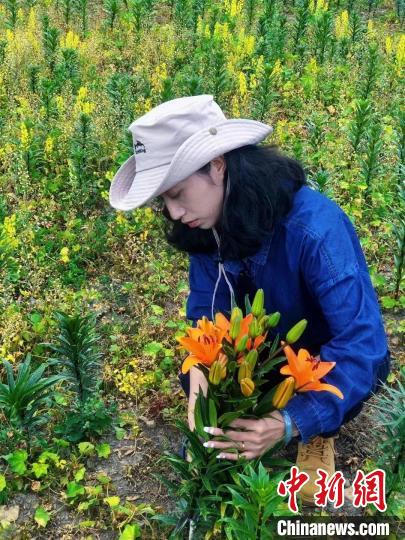 村民采摘百合花?！∪捞量h委宣傳部供圖