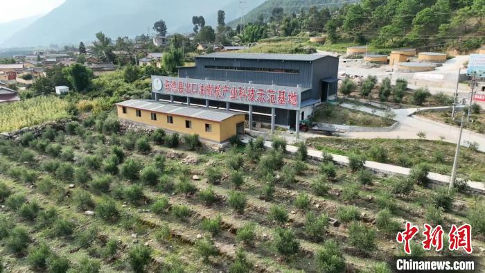 伍合村的油橄欖種植基地。　高嘉琪 攝